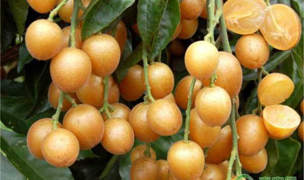 无核黄皮怎么管理？无核黄皮栽培管理技术要点