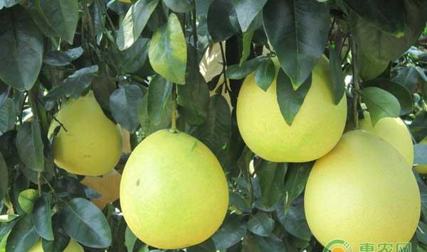 5月份平和琯溪蜜柚病虫害综合防治技术