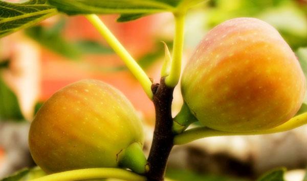 无花果如何栽培？品种选择、种植条件、田间管理要点