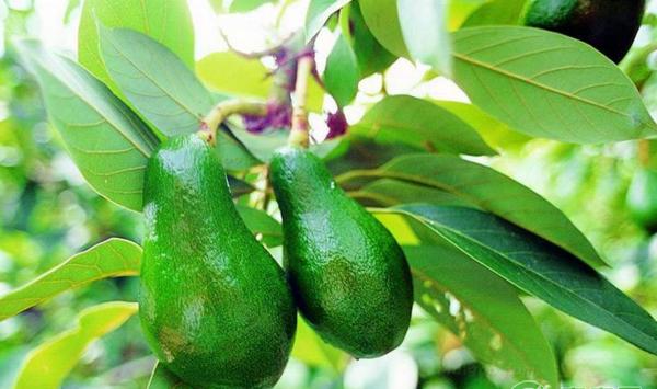 果树落花落果的原因及提高坐果率的措施