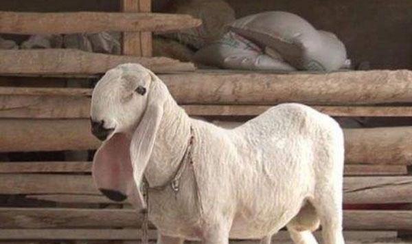 羊腹泻怎么治疗？羊腹泻类型及治疗措施