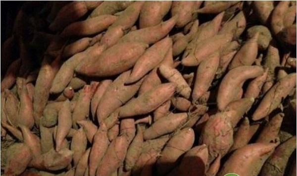 烟薯25号怎么种植？烟薯25号栽培管理技术