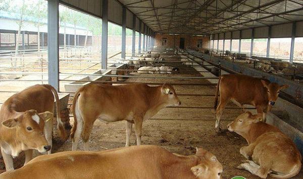 肉牛养殖有哪些常见疾病？肉牛常见疾病及其防治措施