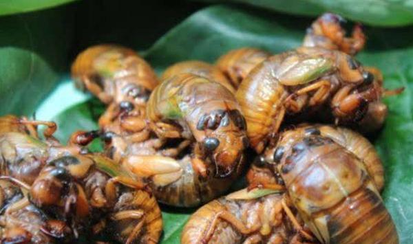 浅谈知了猴的养殖前景与养殖技术