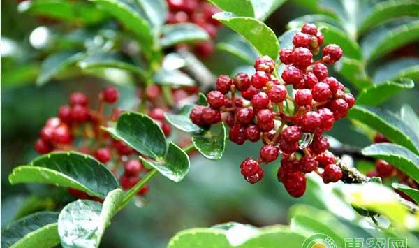 什么是花椒膏药病？怎么防治花椒膏药病？