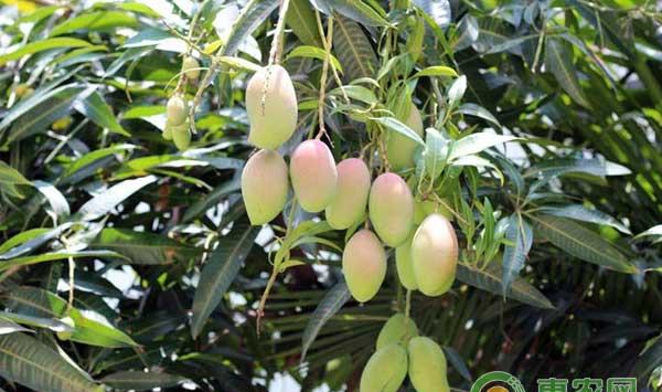 芒果修枝有学问：怎么修枝芒果才能高产？