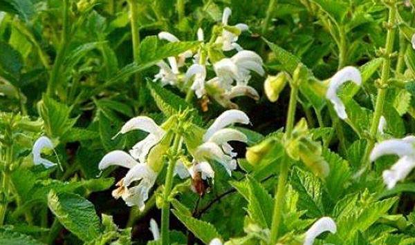 白花丹参规范化种植技术及病虫害防治