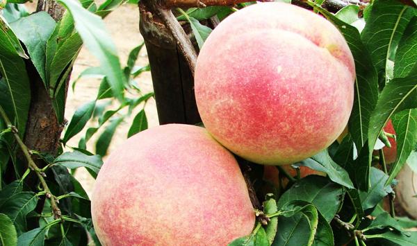 桃树黑斑病发病原因分析及防治高招