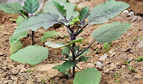 温室茄子种植技术