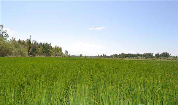 水稻如何进行配方施肥？水稻配方施肥的科学管理技术