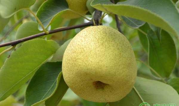 砀山酥梨有哪些重要病虫害？砀山酥梨病虫害怎么防治？