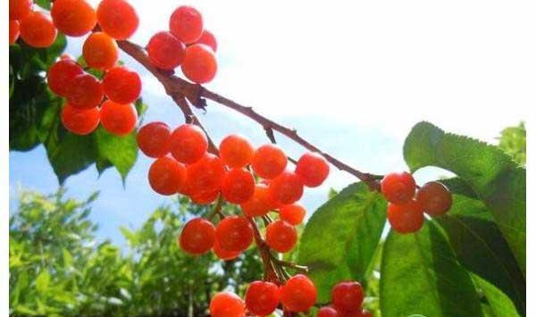 樱桃早期落叶病怎样预防？关于樱桃落叶病的防治对策