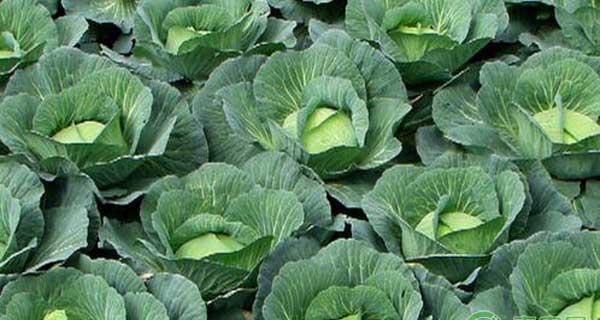 洋葱、甜玉米、甘蓝一年三熟高效栽培模式