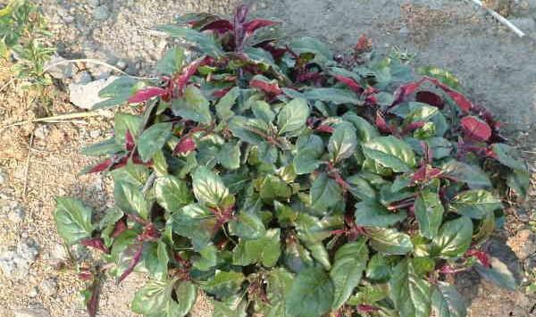 红凤菜怎么种植？红凤菜扦插繁殖方法及病虫害防治