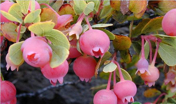 丹东地区蓝莓日光温室高效栽培管理技术