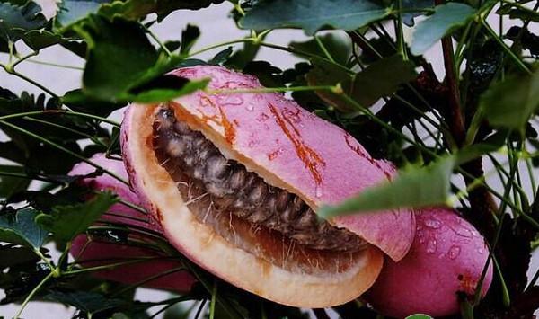 野生八月瓜扦插育苗方法及大规模种植技术