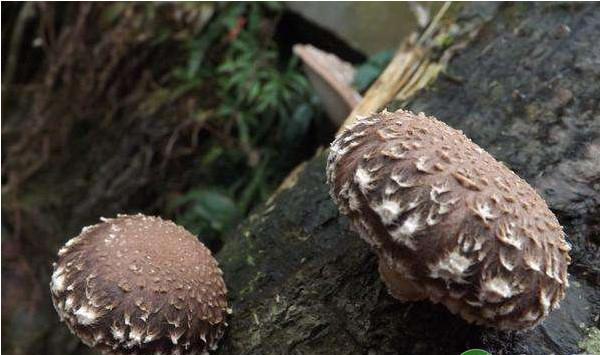 浅谈段木食用菌夏季管理技术要点