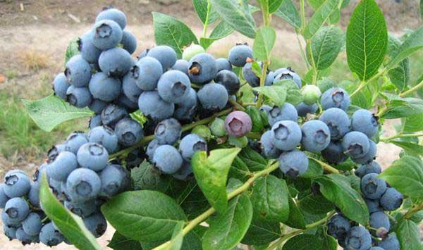 桂林地区蓝莓的优质高效栽培技术解析