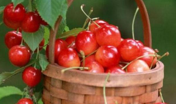 樱桃裂果该补钙还是该控水？樱桃防止裂果的方法