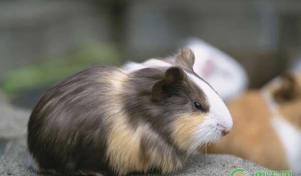 豚鼠怎么养殖？豚鼠生态养殖技术 