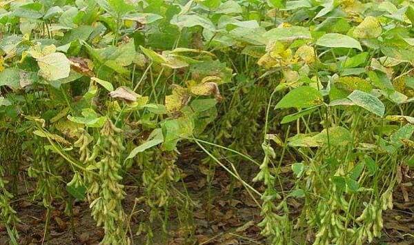 如何判断大豆种植是否出现旺长？该怎么控旺？
