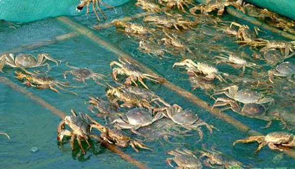 大闸蟹常见疾病有哪些？怎么防治？