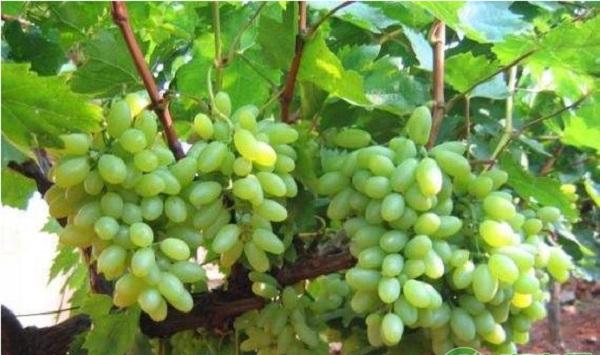 欧亚种南玉葡萄全套栽培管理技术（建议收藏！）