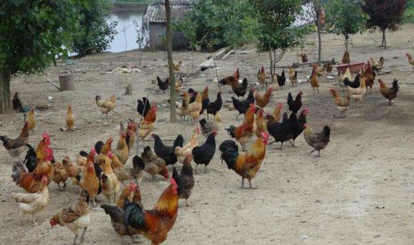 农村土鸡养殖场选择、疾病预防、土鸡蛋保护要点讲解