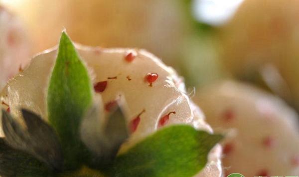 盆栽菠萝莓如何种植？盆栽菠萝莓高产种植要点讲解