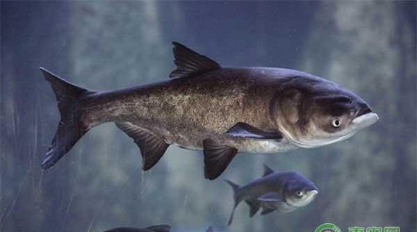 鳙鱼是什么食物？四大家鱼之鳙鱼养殖技术