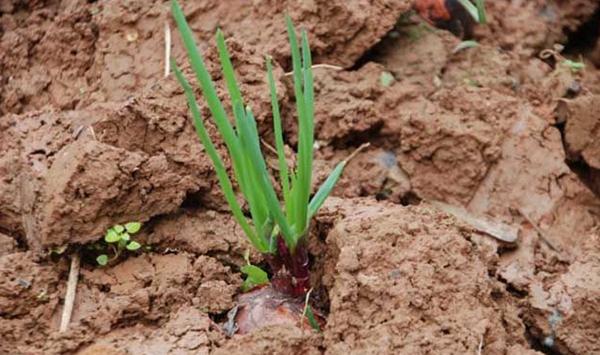 洋葱种植技术详解