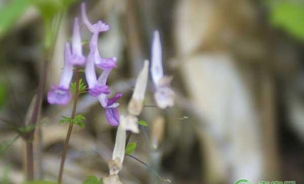 药材夏天无怎么种？夏天无高效种植技术