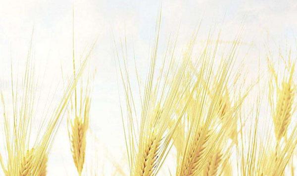 浅谈小麦干热风的预防措施