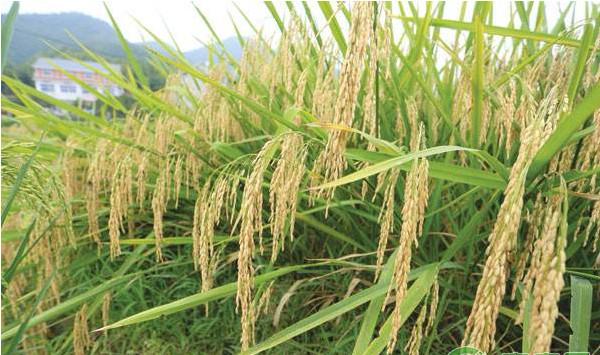 水稻种植课堂：水稻常见病虫害的识别及防治