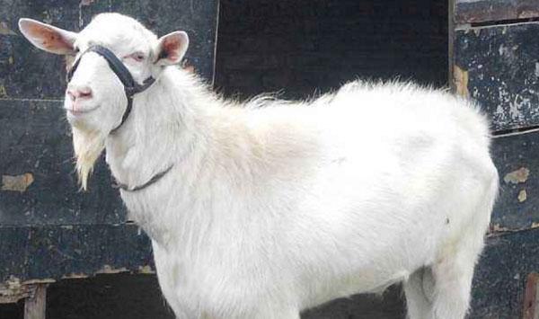 羊腹泻怎么治疗？羊腹泻类型及治疗措施