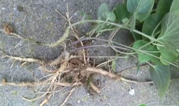 土党参优质栽培技术要点及经济效益分析