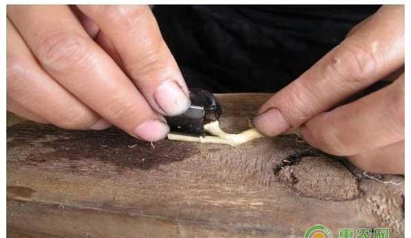 油茶苗怎么嫁接？油茶高效嫁接技术
