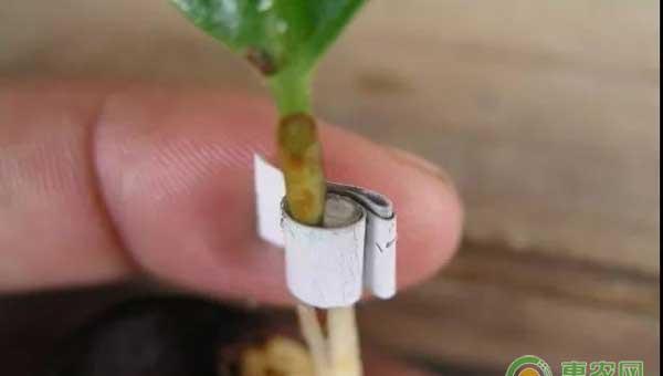 油茶苗怎么嫁接？油茶高效嫁接技术