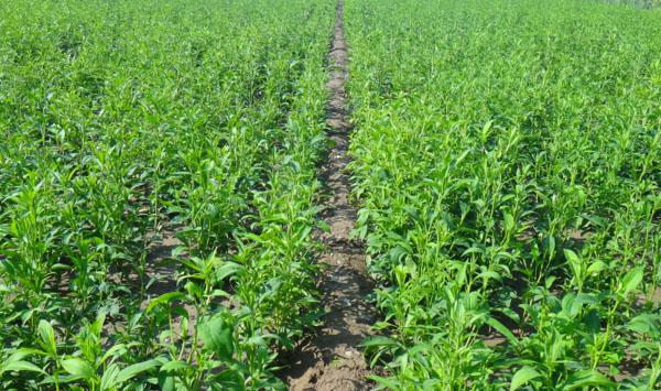 白术如何种植？白术种植技术及田间管理要点