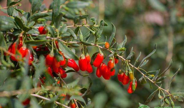 浅谈枸杞主要病虫害的综合防治技术