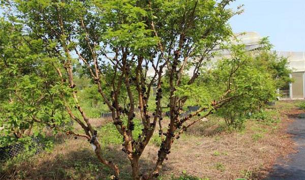 果树“肥胖症”怎么办？调整果树旺长的方法