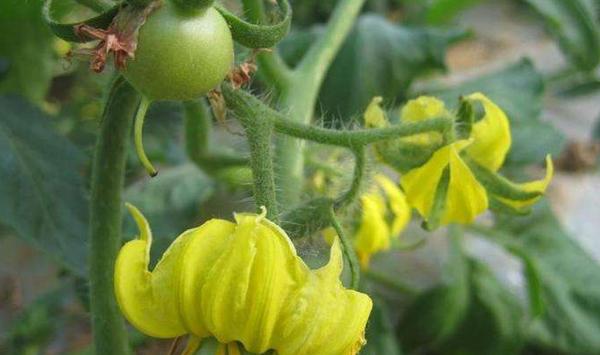 蔬菜怎么点花蘸花？