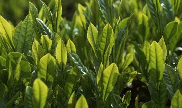 无公害茶叶高效种植技术