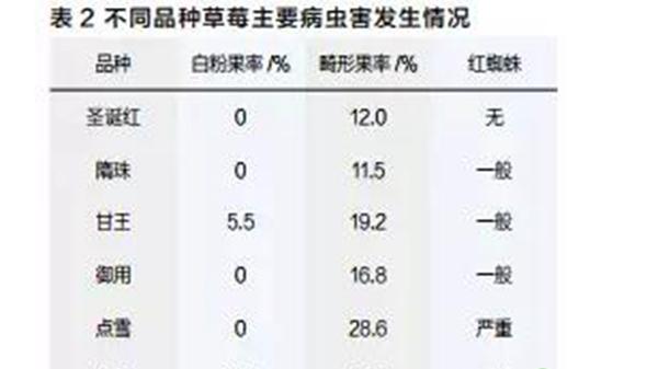 草莓实验对比
