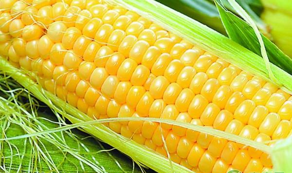 玉米种植如何防治病虫害？玉米高产种植技术
