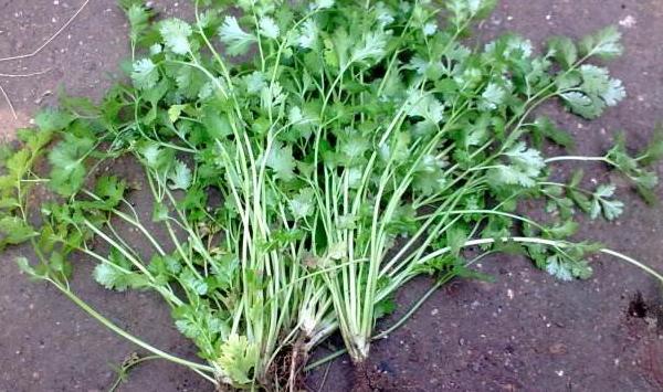 夏季香菜种植如何能高产？