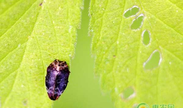 核桃有哪些常见害虫？核桃常见害虫的防治方法