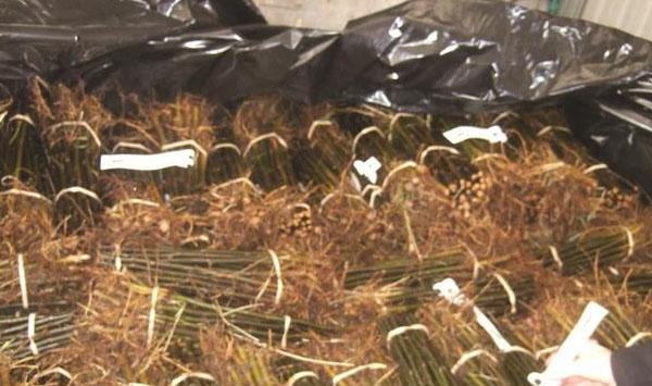 新西兰苹果自根砧苗繁育方法
