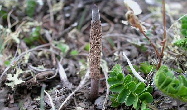 北冬虫夏草瓶栽栽培技术及品质标准