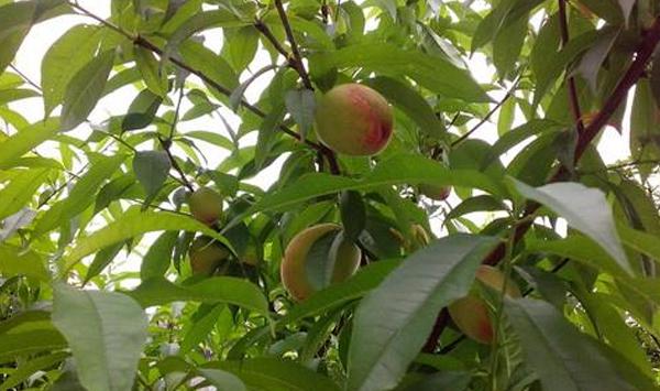 桃树黑斑病怎么防治？